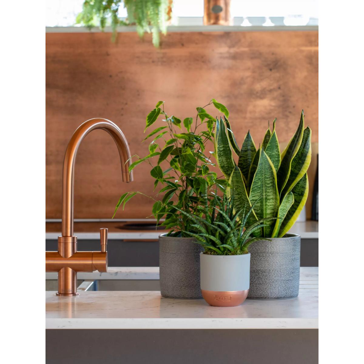 The Little Botanical Purifying Plant Bundle – image 3