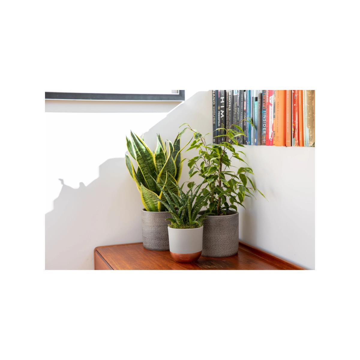 The Little Botanical Purifying Plant Bundle – image 4