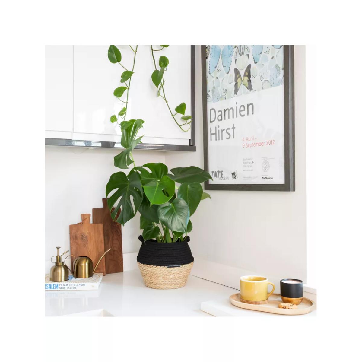 The Little Botanical Monstera Big Belly Basket – image 2