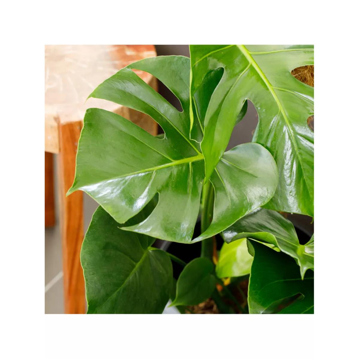 The Little Botanical Monstera Big Belly Basket – image 3