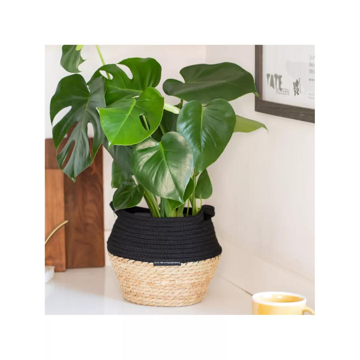 The Little Botanical Monstera Big Belly Basket – image 4