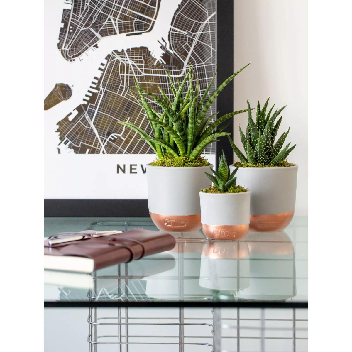 The Little Botanical Desk Buddy Plant Gang – image 2
