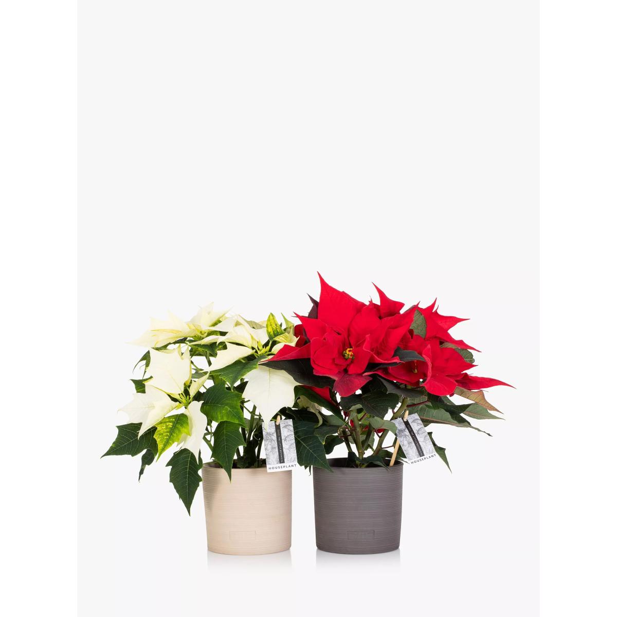 The Little Botanical Poinsettia Duo Gift Set – image 2