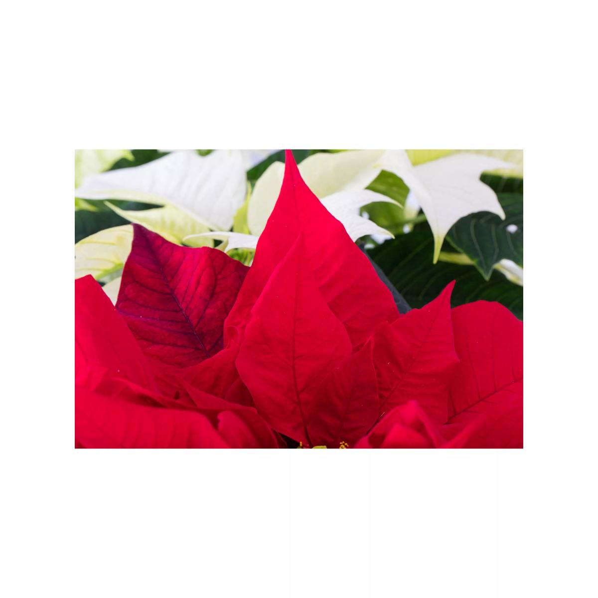 The Little Botanical Poinsettia Duo Gift Set – image 3