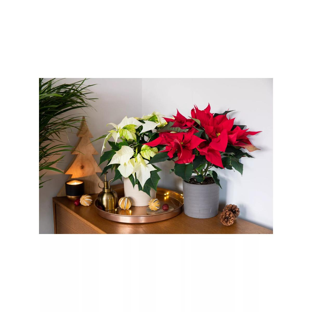 The Little Botanical Poinsettia Duo Gift Set – image 4