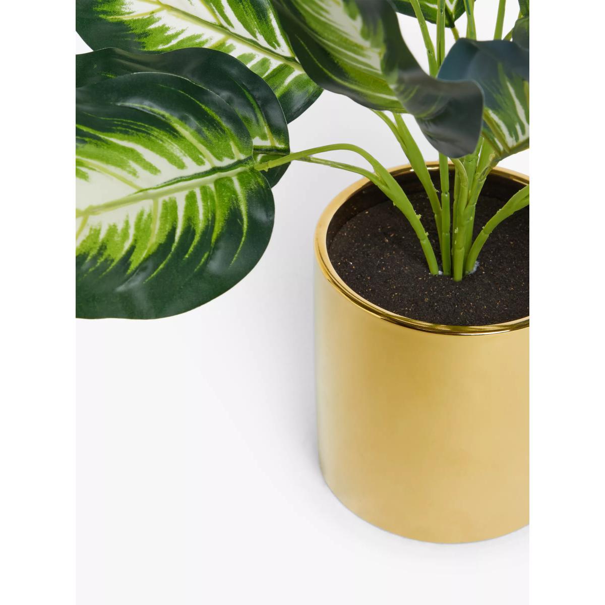 John Lewis & Partners Artificial Evergreen Calathea – image 3