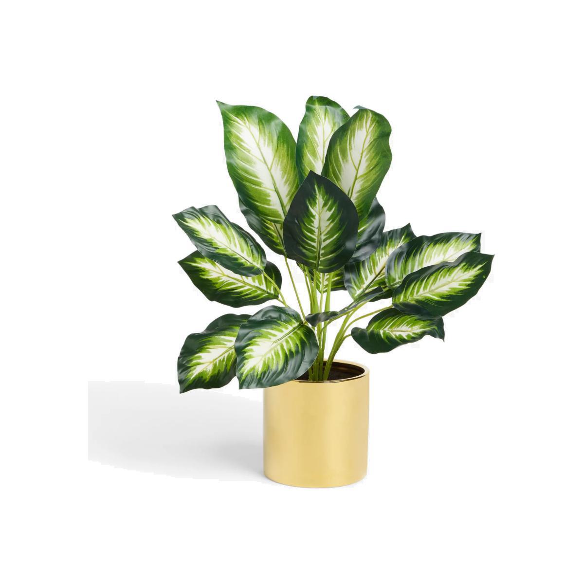 John Lewis & Partners Artificial Evergreen Calathea – image 1