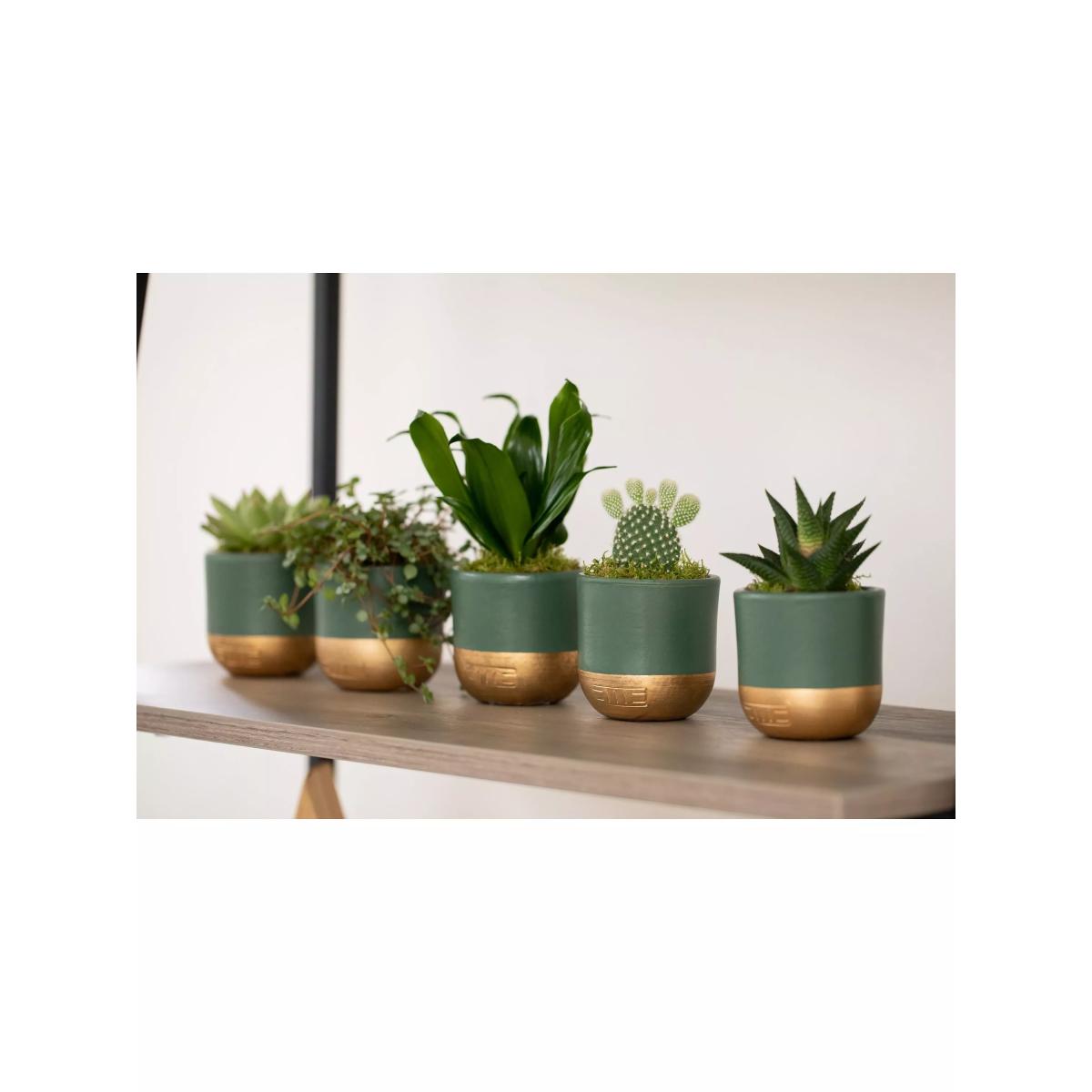 The Little Botanical Christmas Succulent Plant Gift Set – image 2