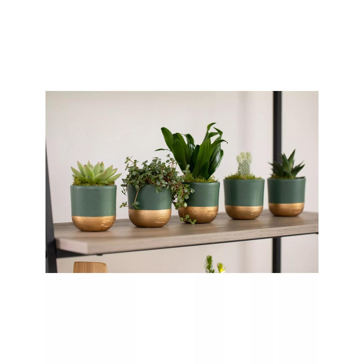 The Little Botanical Christmas Succulent Plant Gift Set – image 3