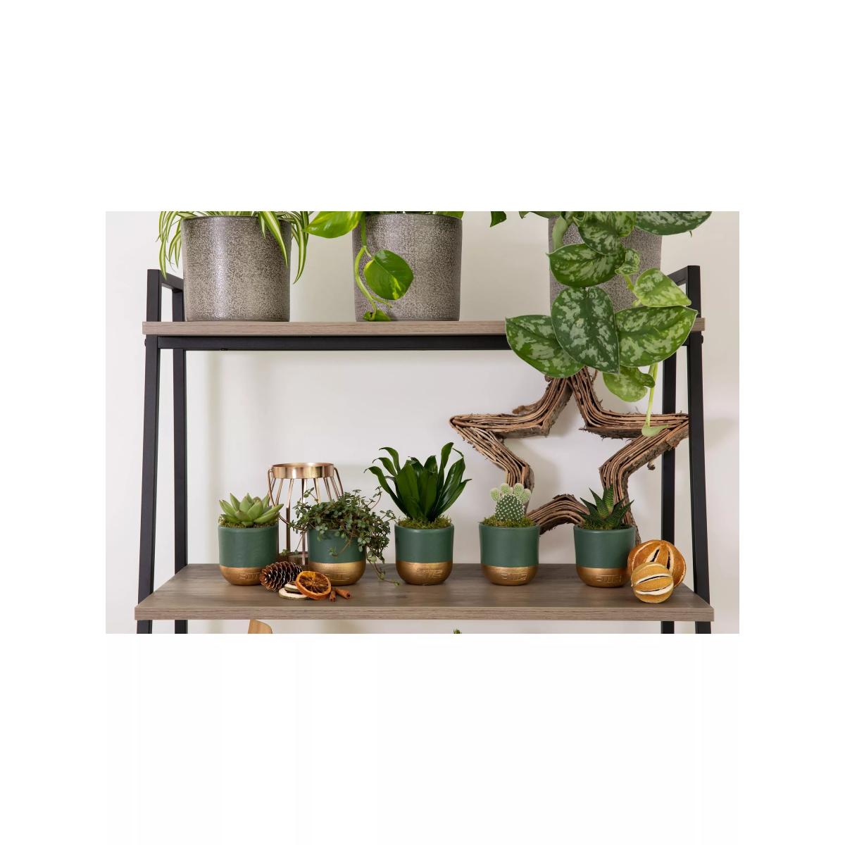 The Little Botanical Christmas Succulent Plant Gift Set – image 4