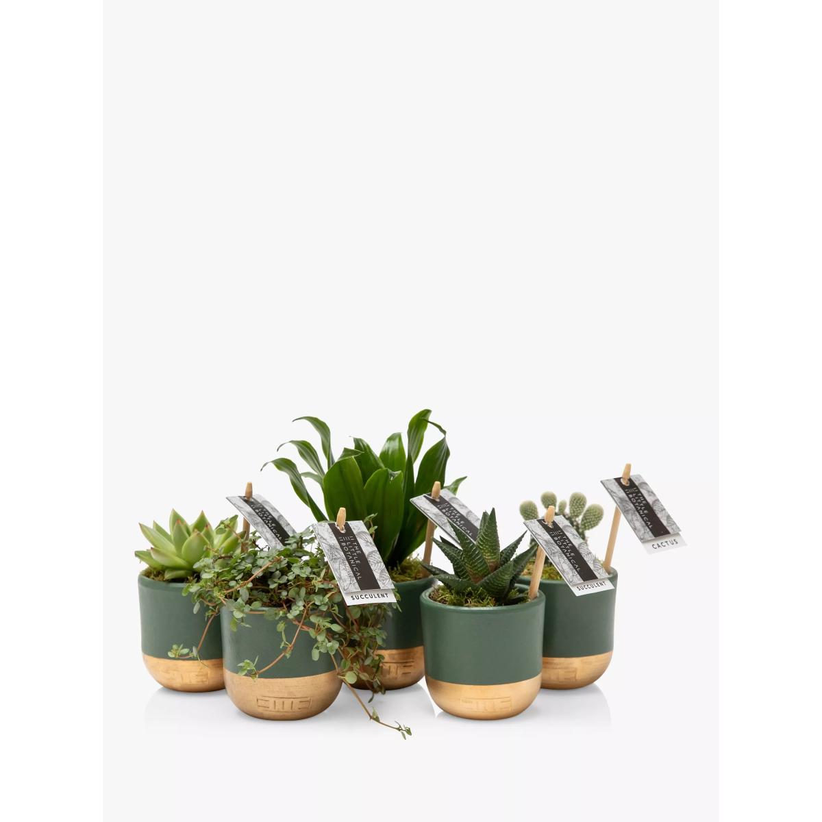 The Little Botanical Christmas Succulent Plant Gift Set – image 5