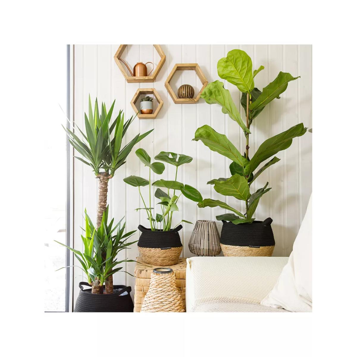 The Little Botanical Large Plants Big Spaces Gang – image 2