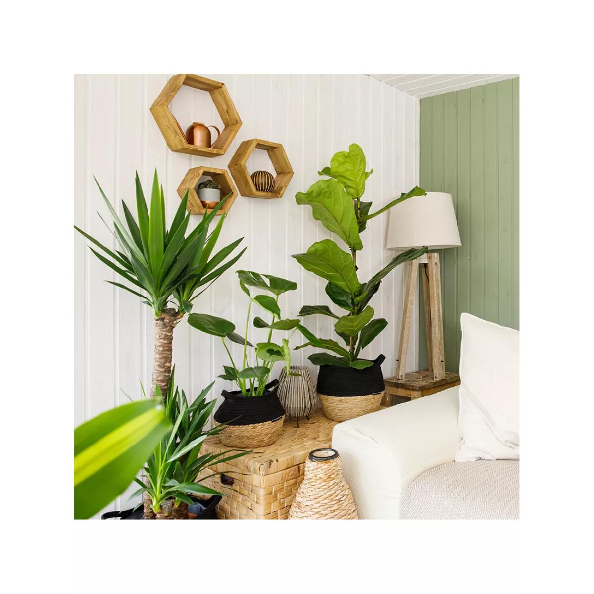 The Little Botanical Large Plants Big Spaces Gang – image 3