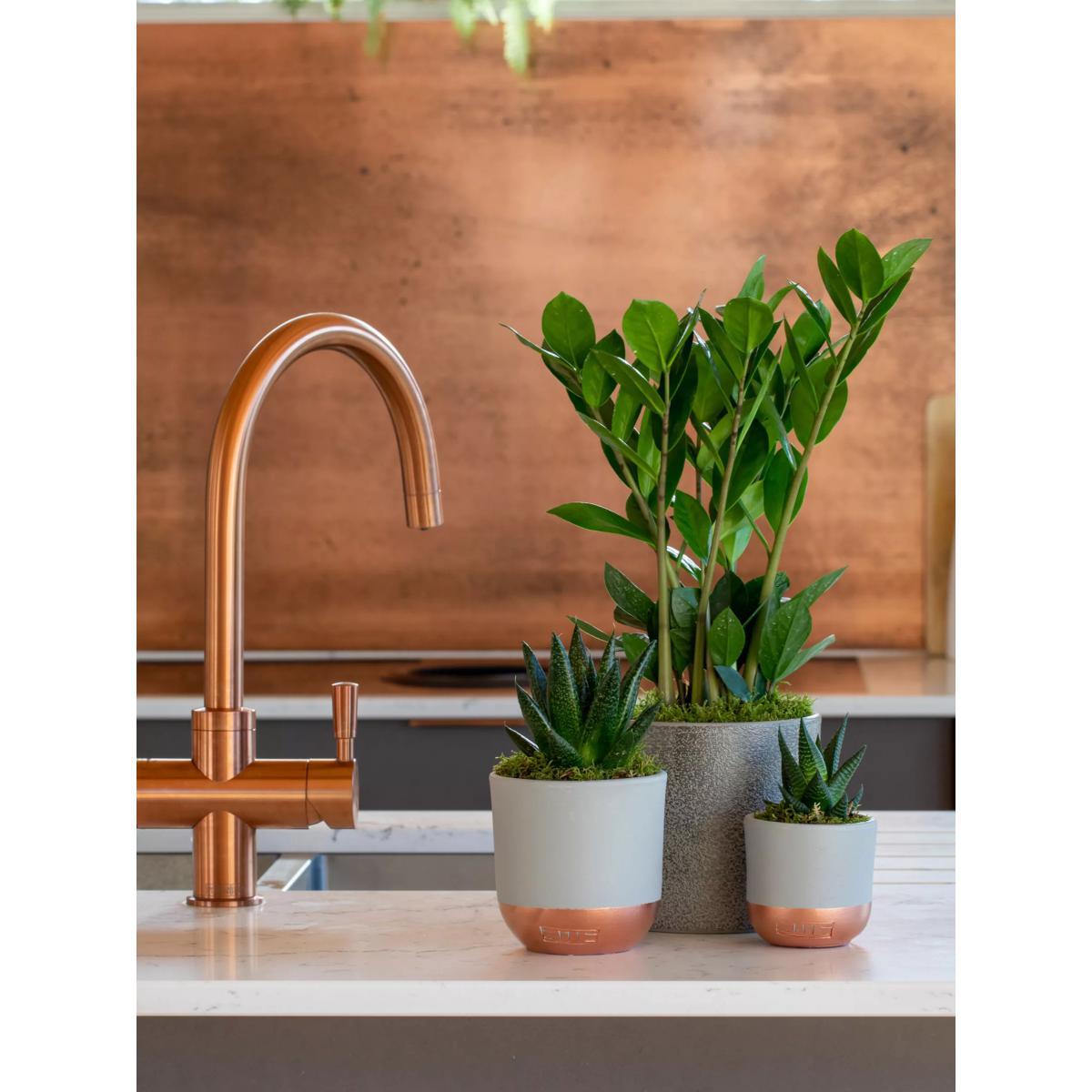 The Little Botanical Beginners Plant Gang – image 2