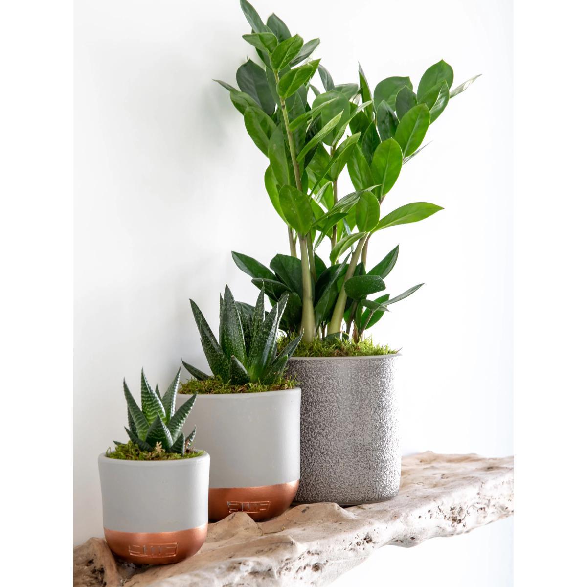 The Little Botanical Beginners Plant Gang – image 3