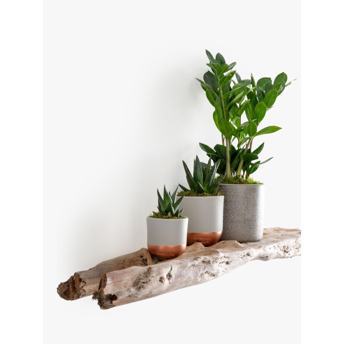 The Little Botanical Beginners Plant Gang – image 4