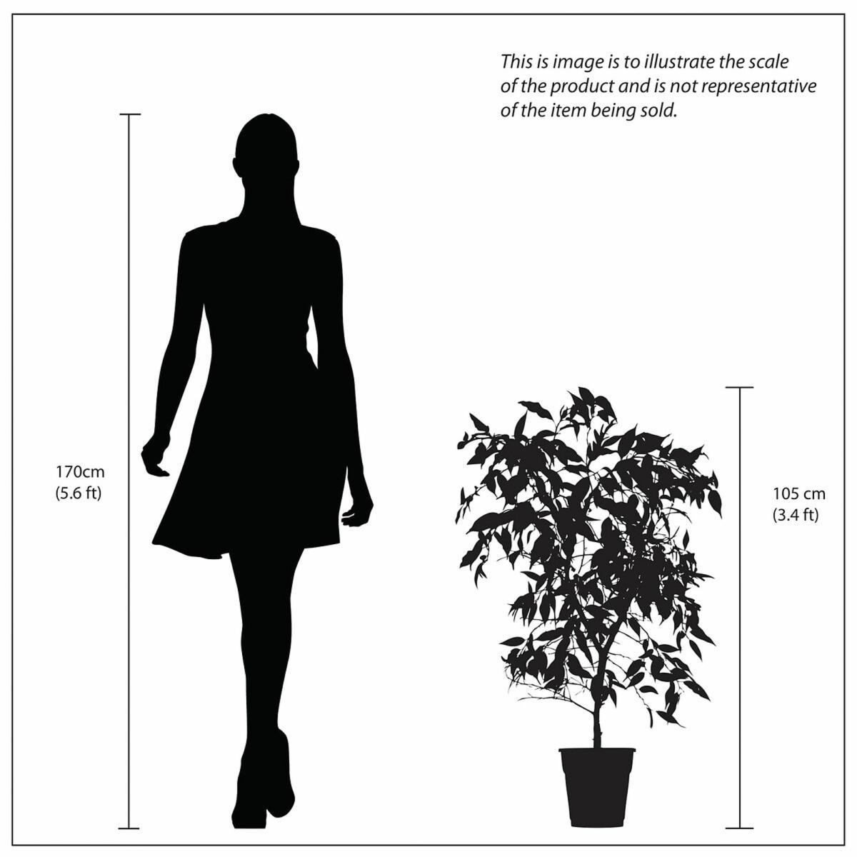 105cm Artificial Ficus Tree – image 5