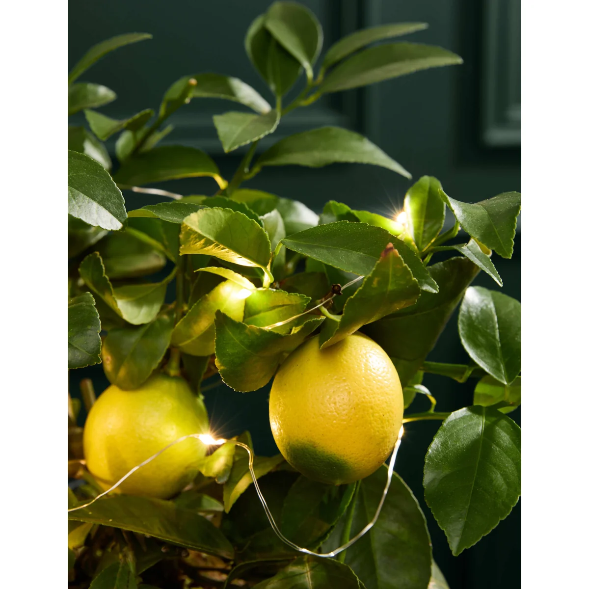 M&S Flower Market Festive Citrus Tree in Mercury Glass Pot with Lights – image 2
