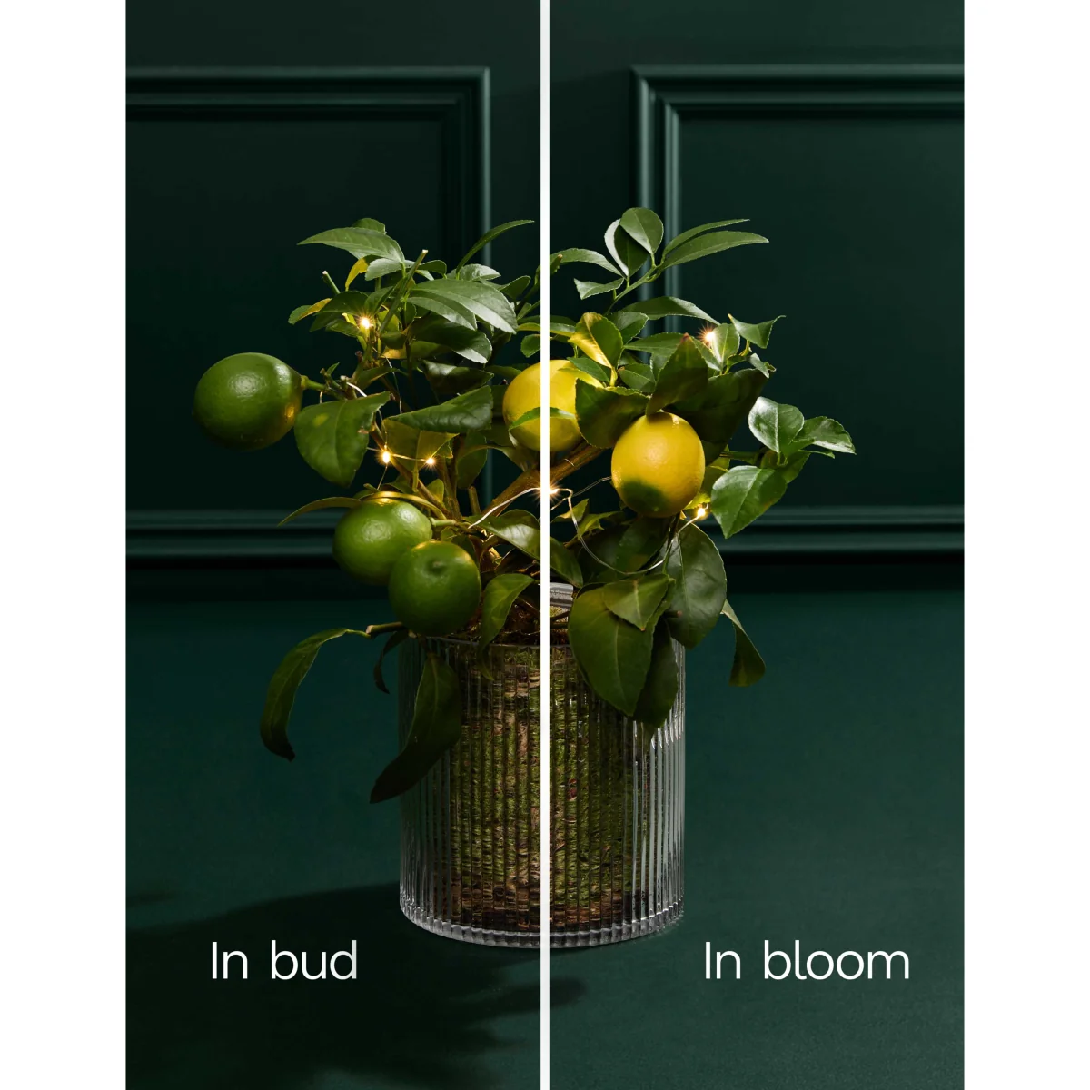 M&S Flower Market Festive Citrus Tree in Mercury Glass Pot with Lights – image 3