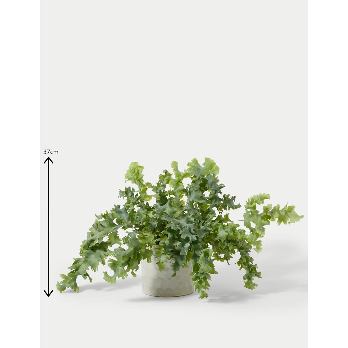 M&S Fern Ceramic – image 2