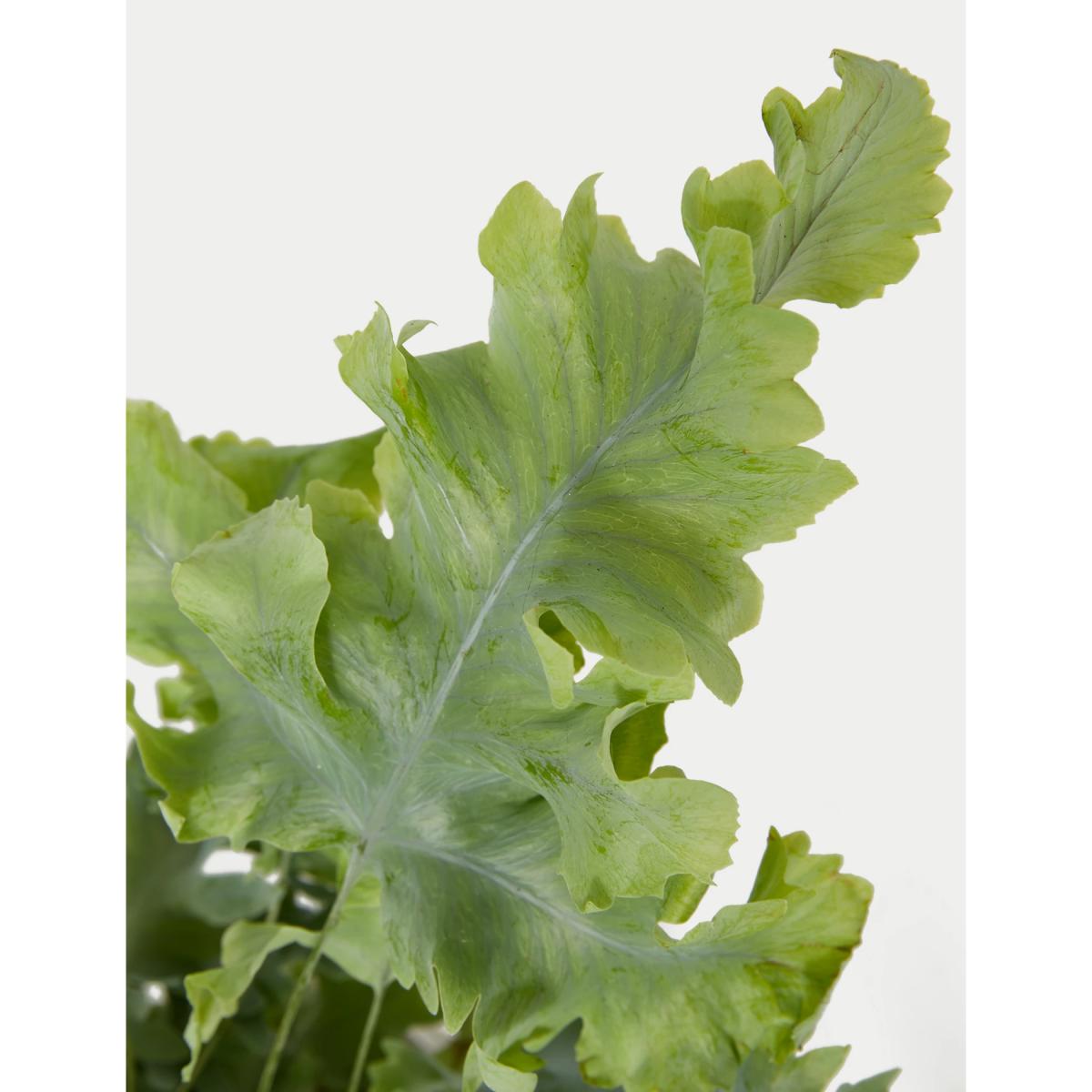 M&S Fern Ceramic – image 3