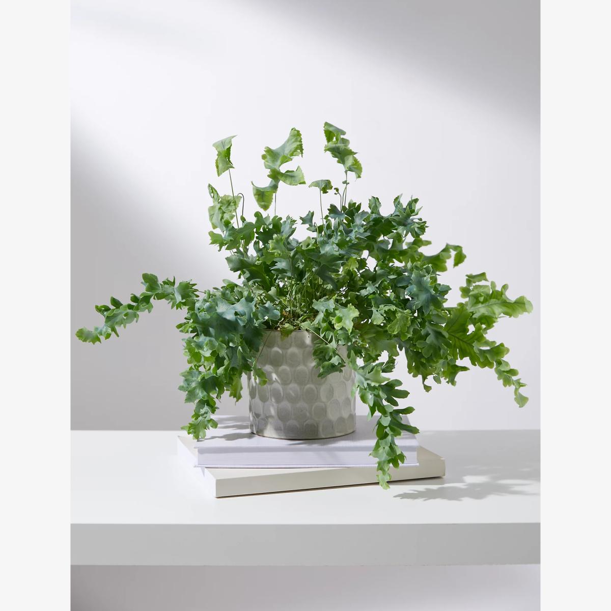 M&S Fern Ceramic – image 1