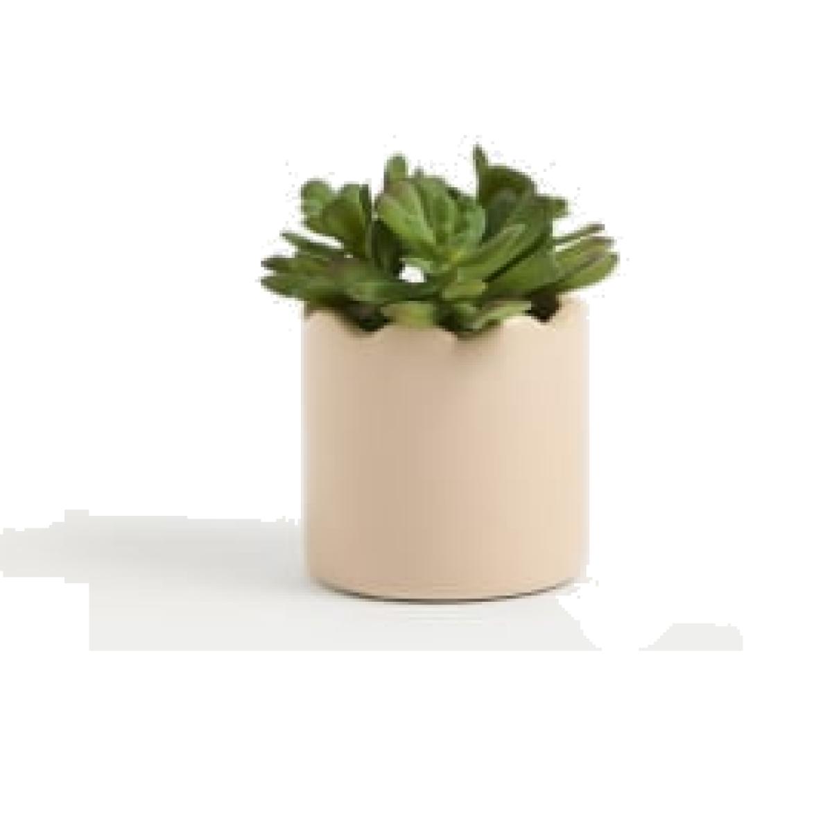 M&S Artificial Mini Succulent Plant in Pot - Pink, Pink