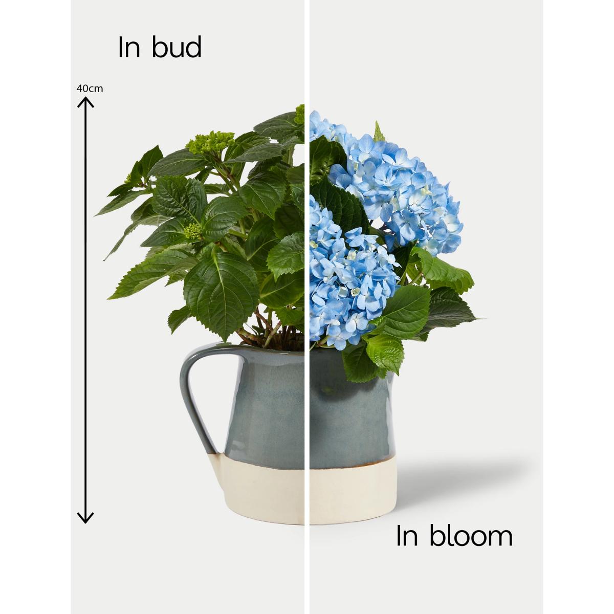 M&S Mum's Hydrangea Jug – image 2