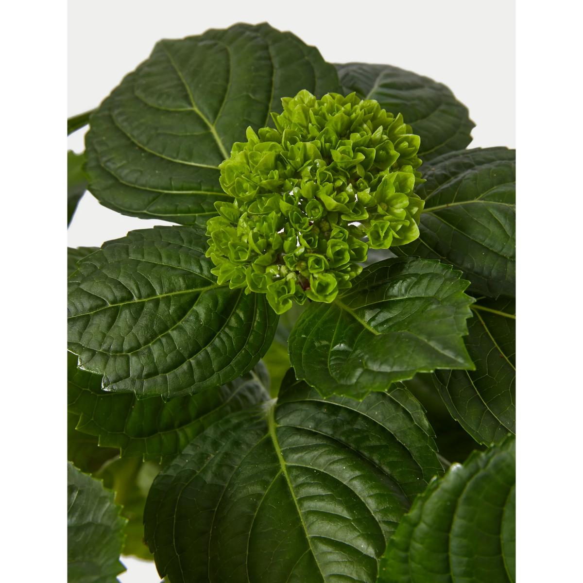 M&S Mum's Hydrangea Jug – image 3