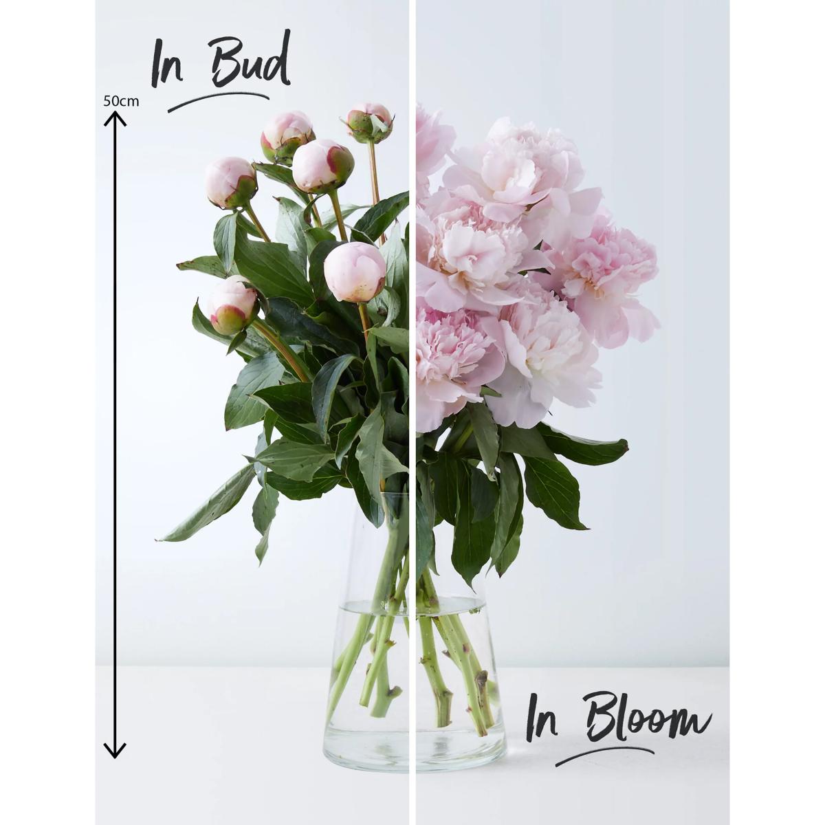 M&S Seasonal Peony Flowers Bouquet – image 4
