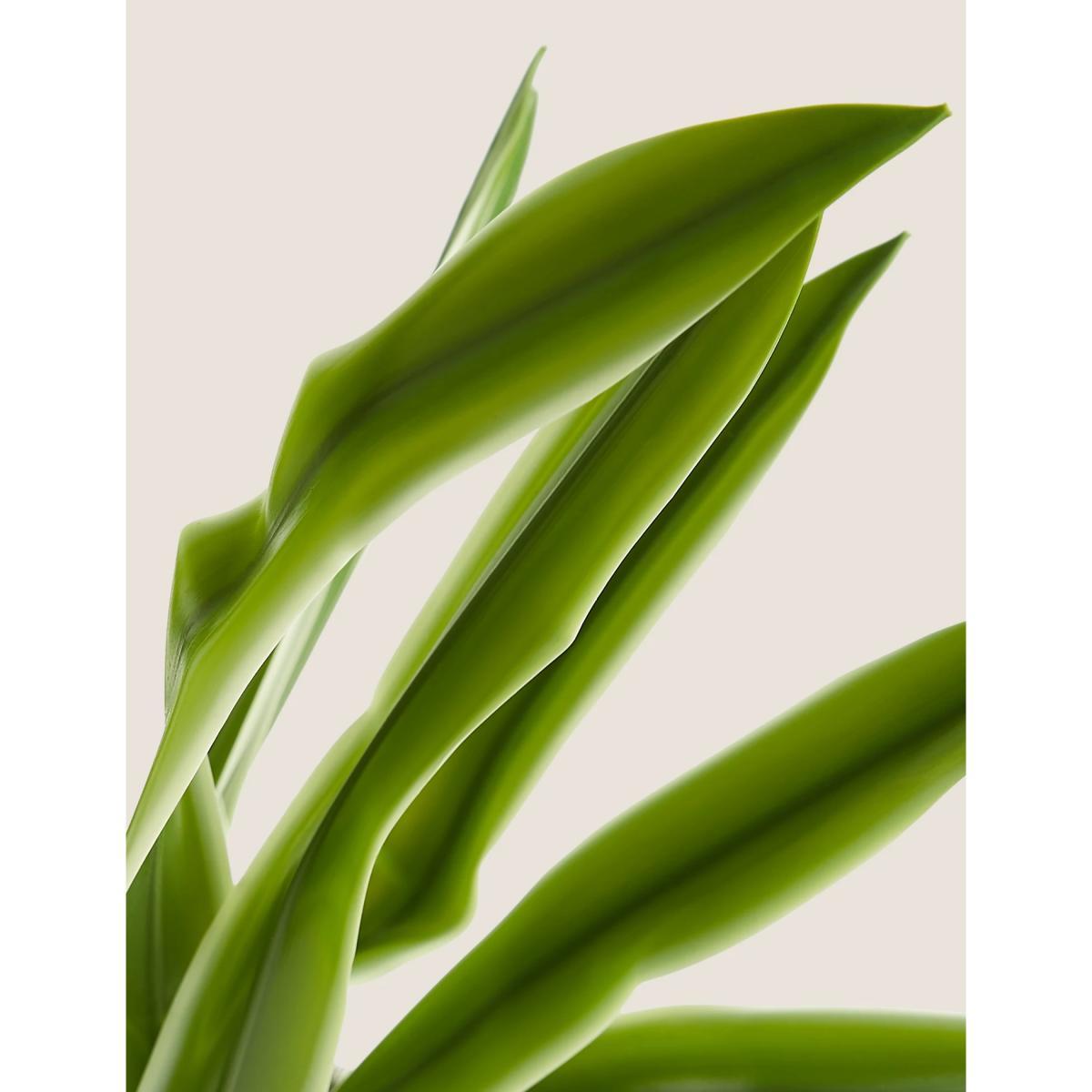 M&S Artificial House Plant in Textured Pot - Green, Green – image 4