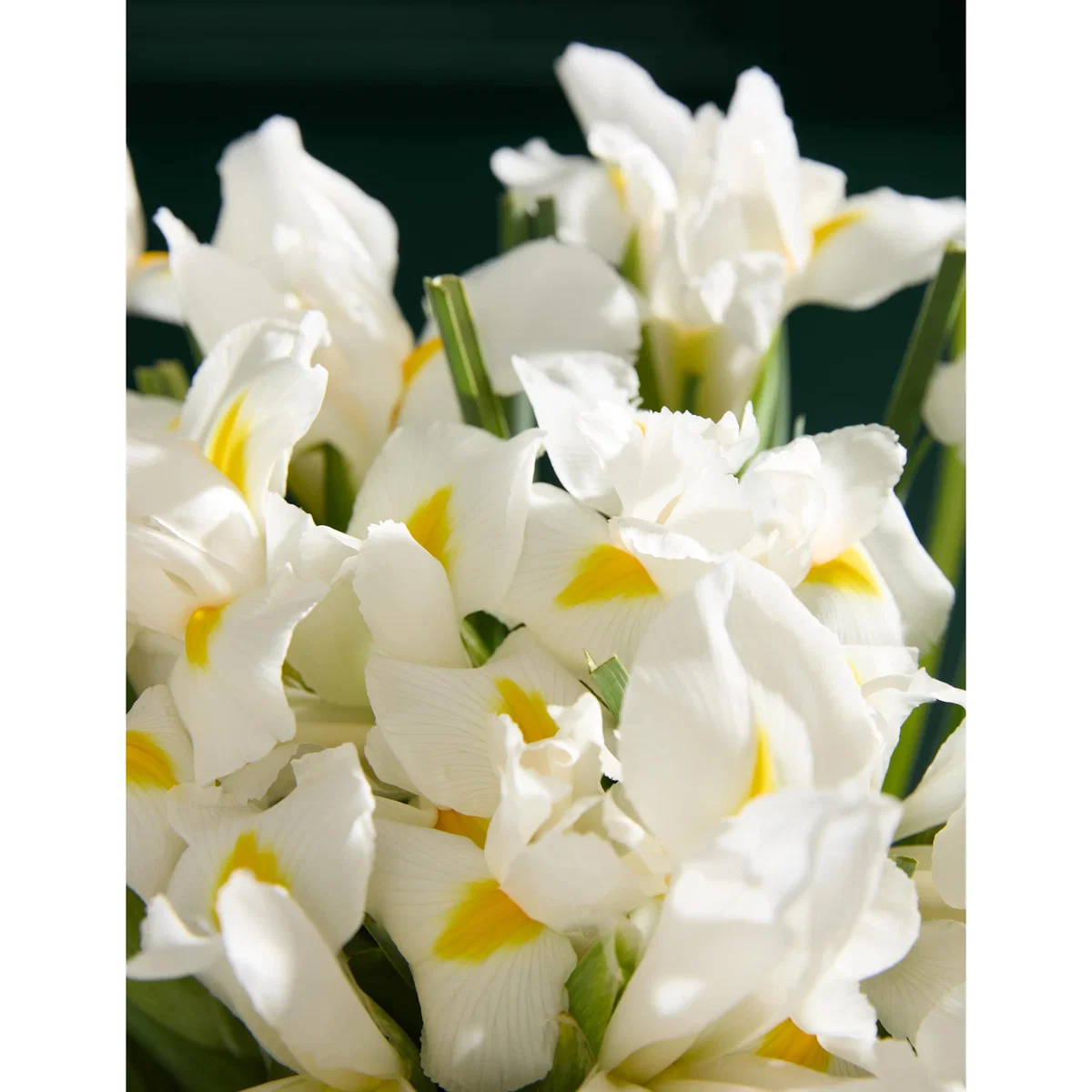M&S Flower Market White Iris Letterbox Flowers – image 3