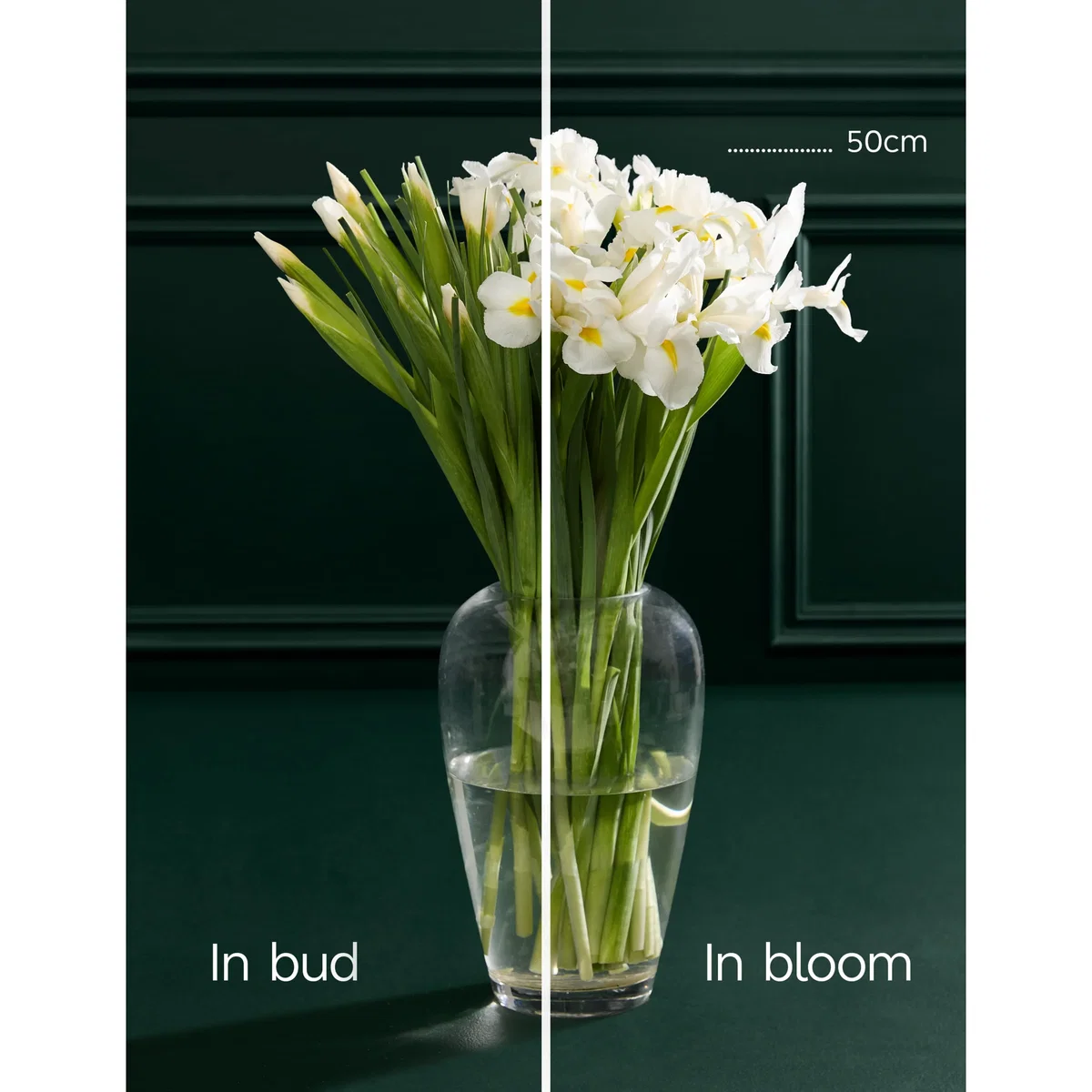 M&S Flower Market White Iris Letterbox Flowers – image 5