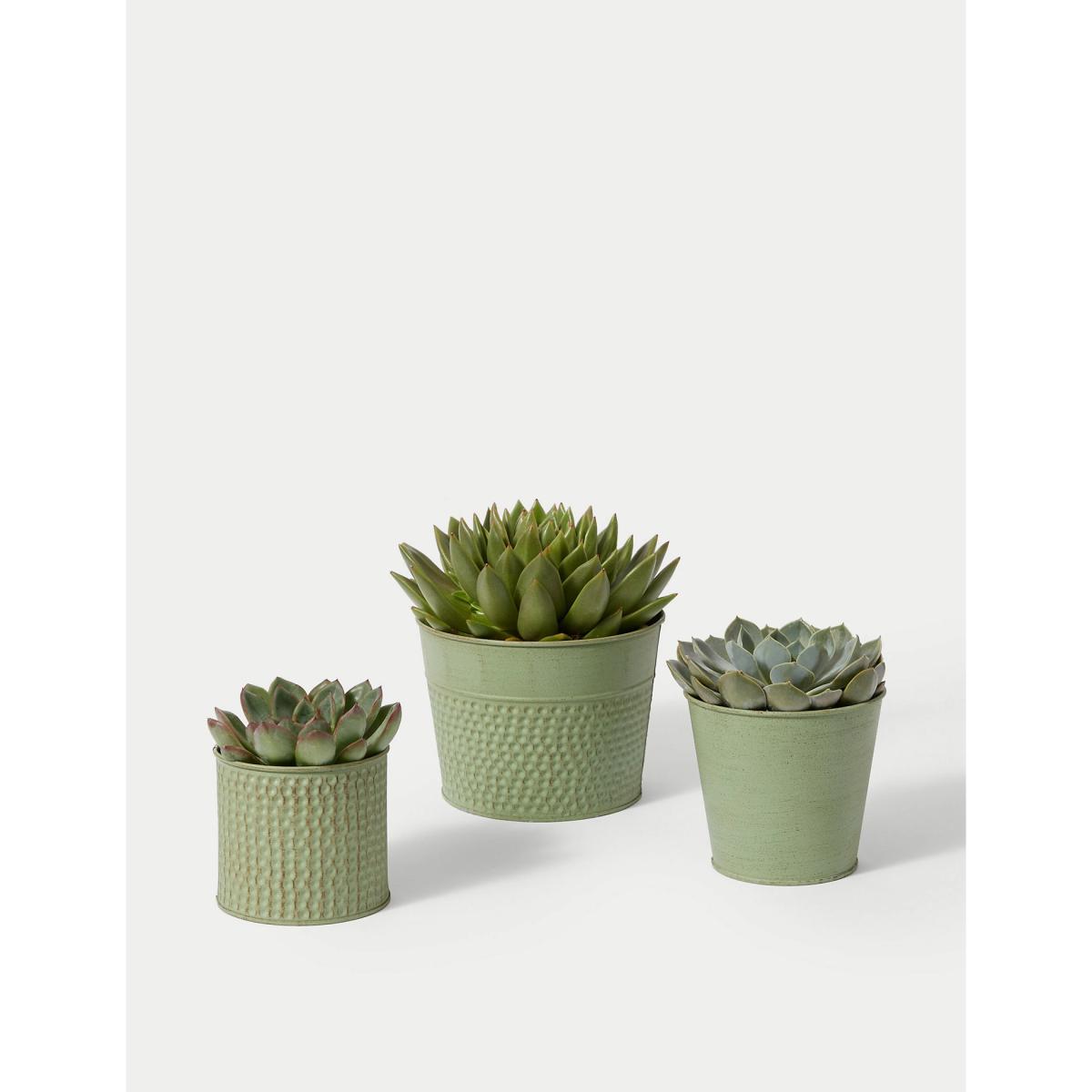 M&S Verdi Gris Trio – image 2