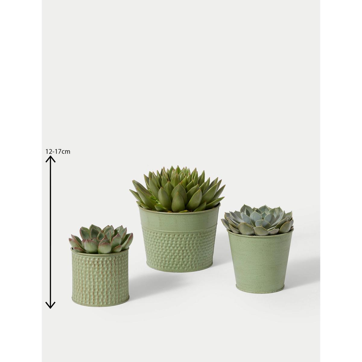 M&S Verdi Gris Trio – image 3