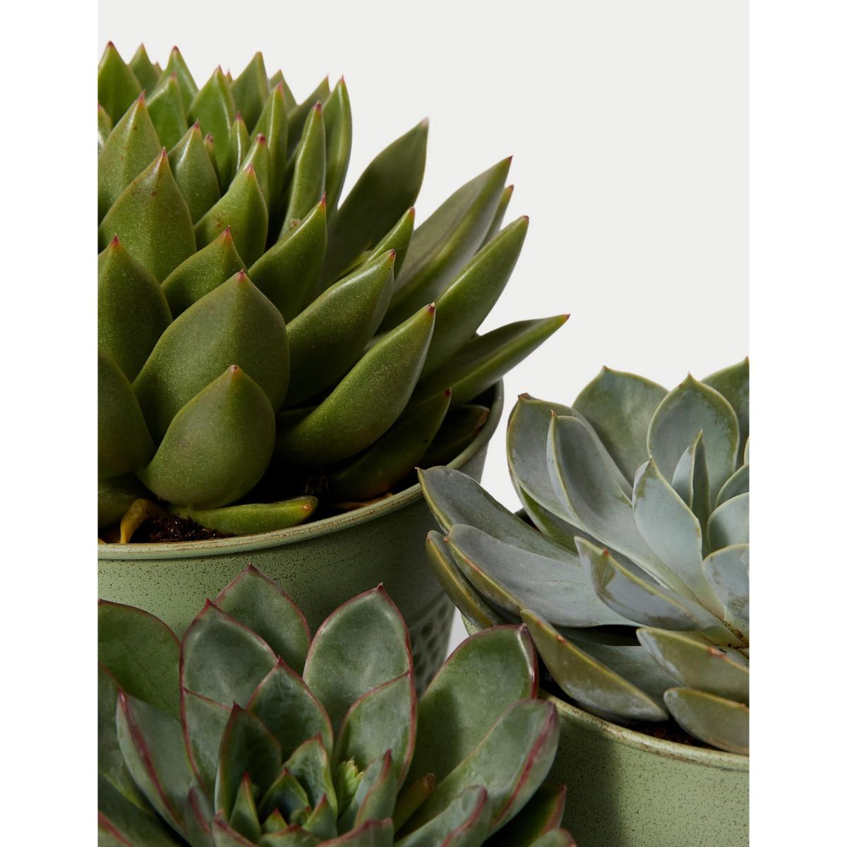 M&S Verdi Gris Trio – image 4