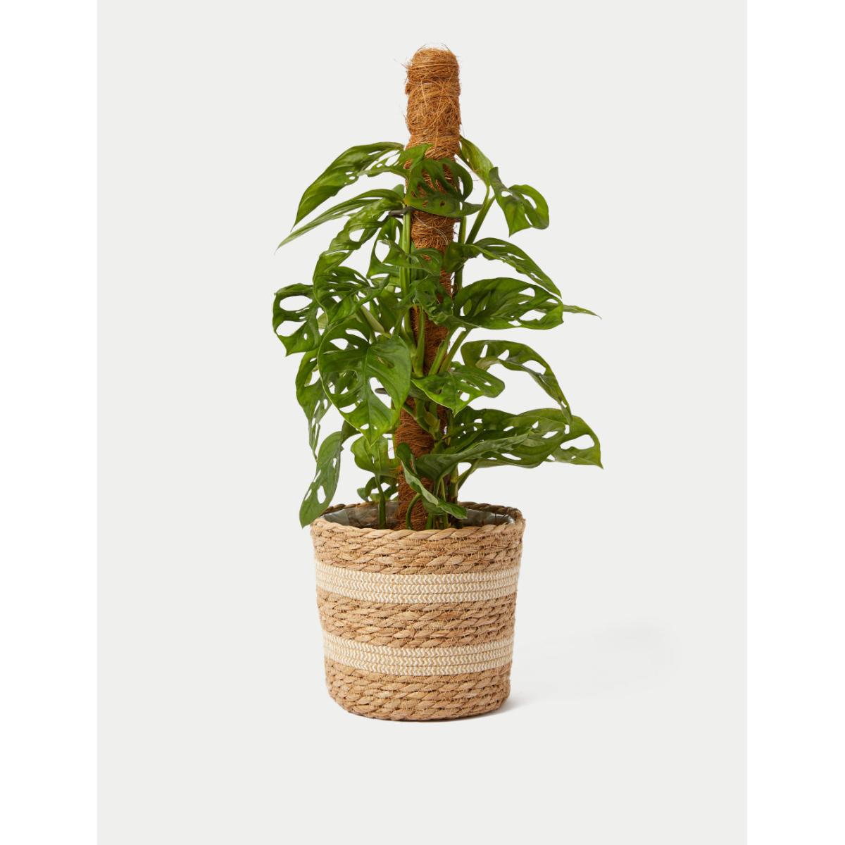 M&S Large Monstera On Moss Pole – image 2