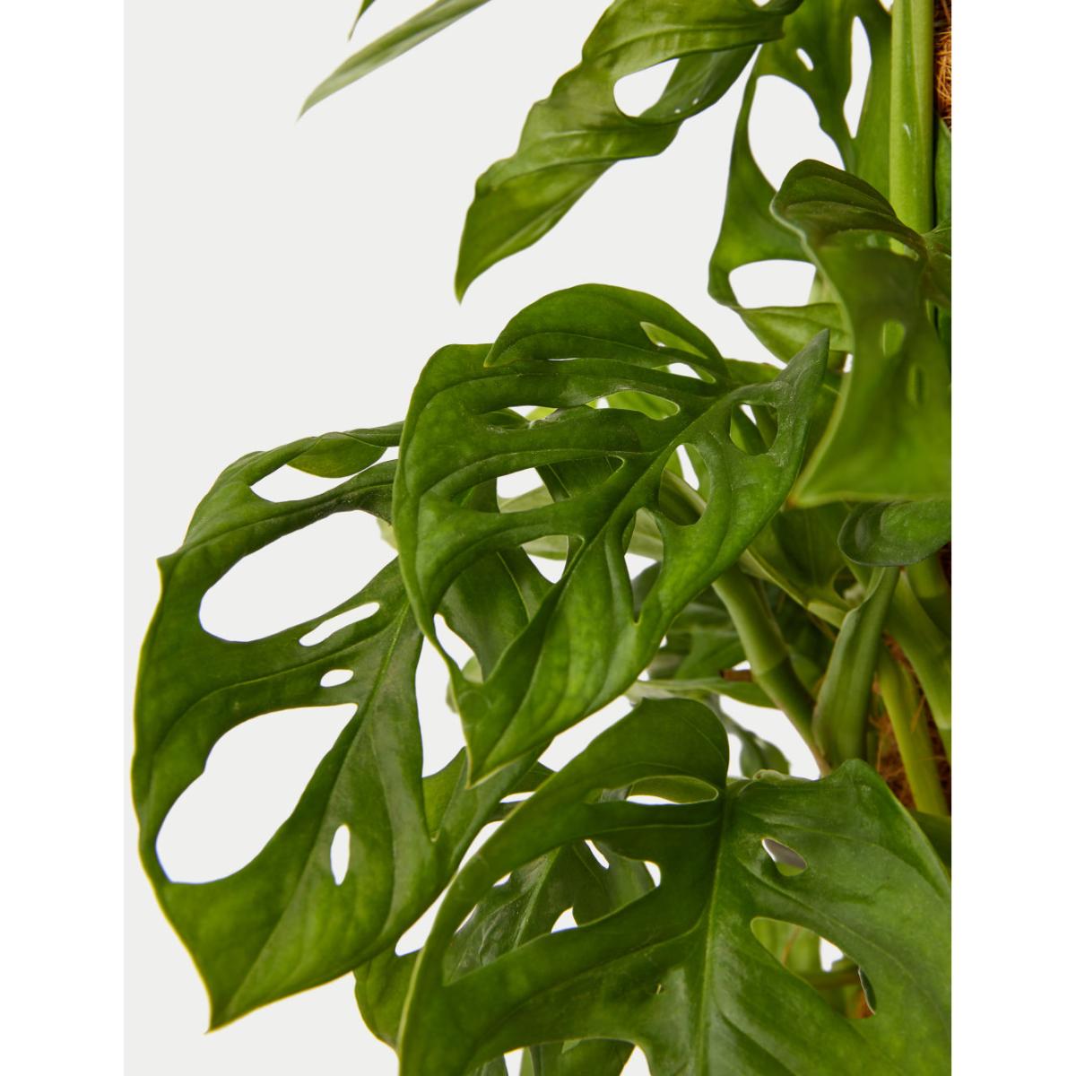 M&S Large Monstera On Moss Pole – image 3