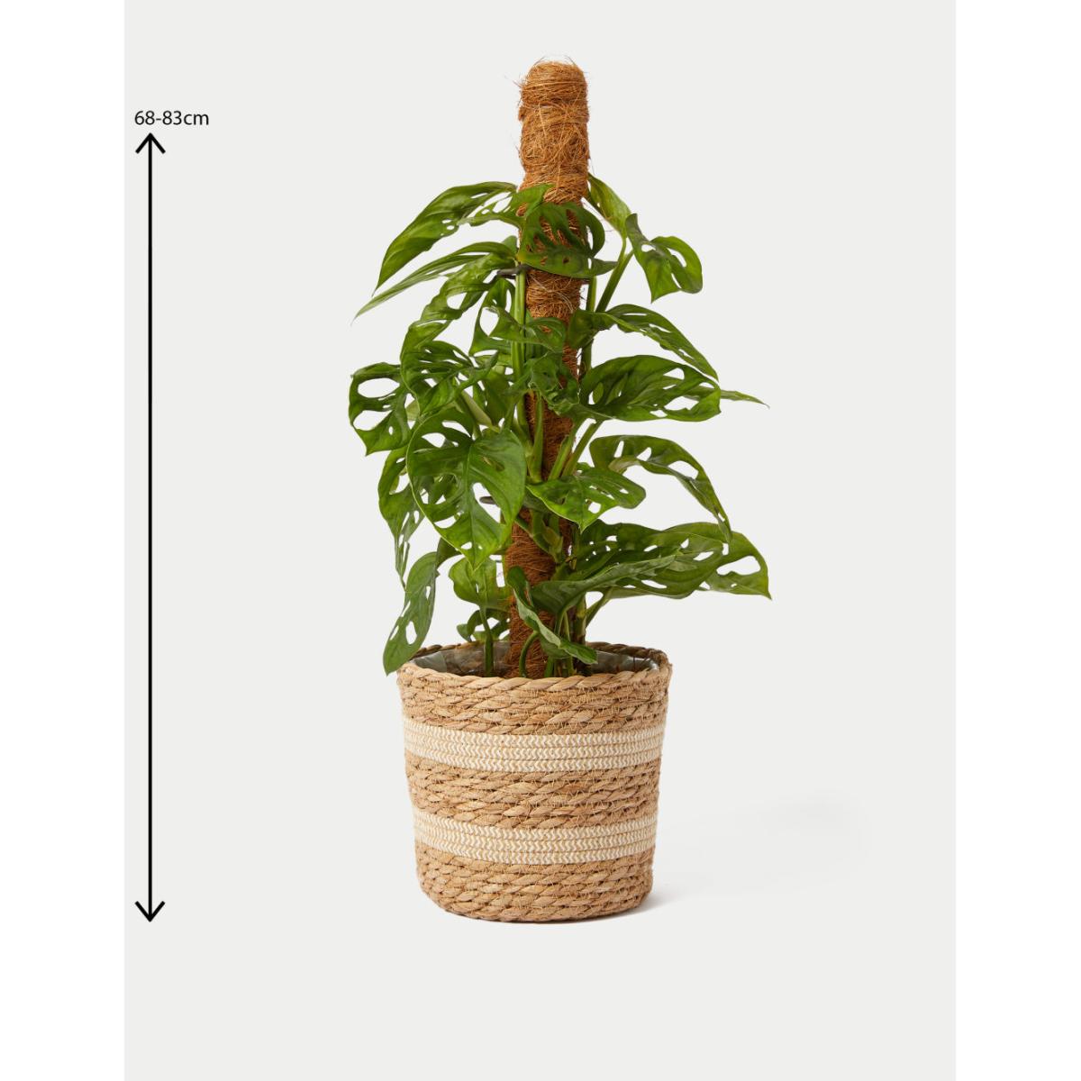 M&S Large Monstera On Moss Pole – image 4