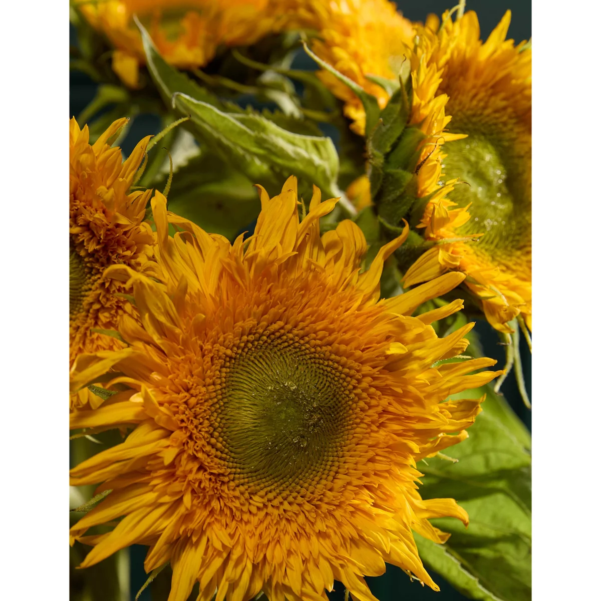 M&S Flower Market Teddy Sunflower Bouquet – image 3