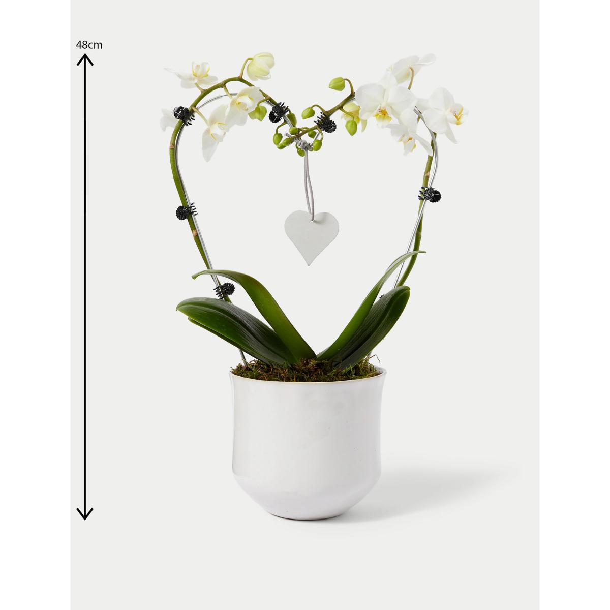 M&S White Heart Orchid Ceramic & Swiss Truffles Bundle – image 5