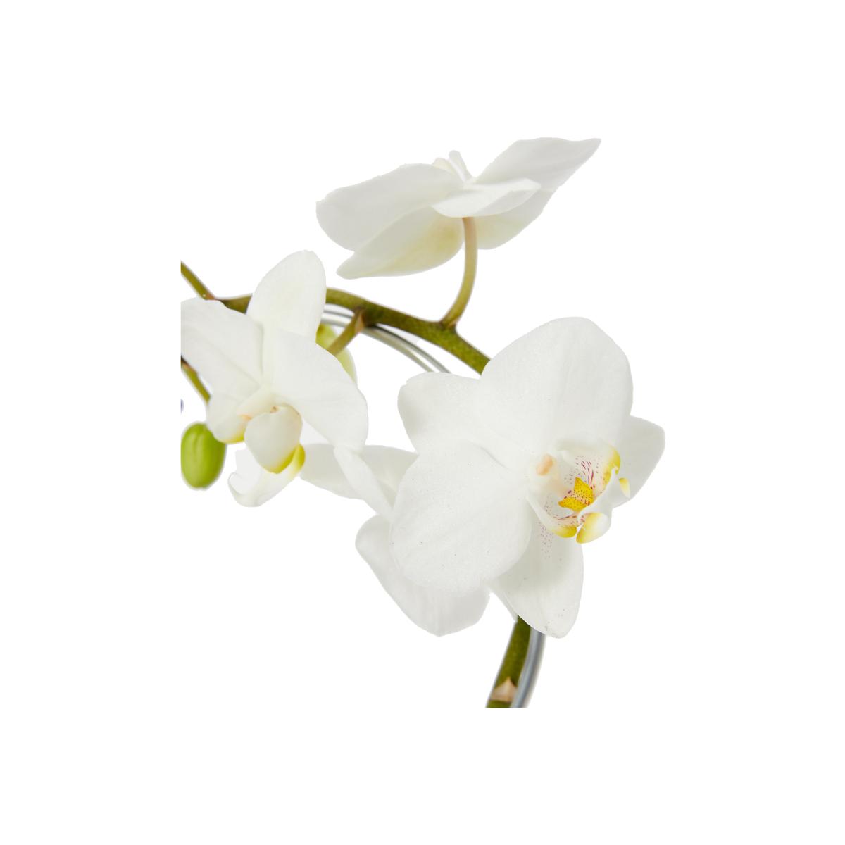 M&S White Heart Orchid Ceramic & Swiss Truffles Bundle – image 1