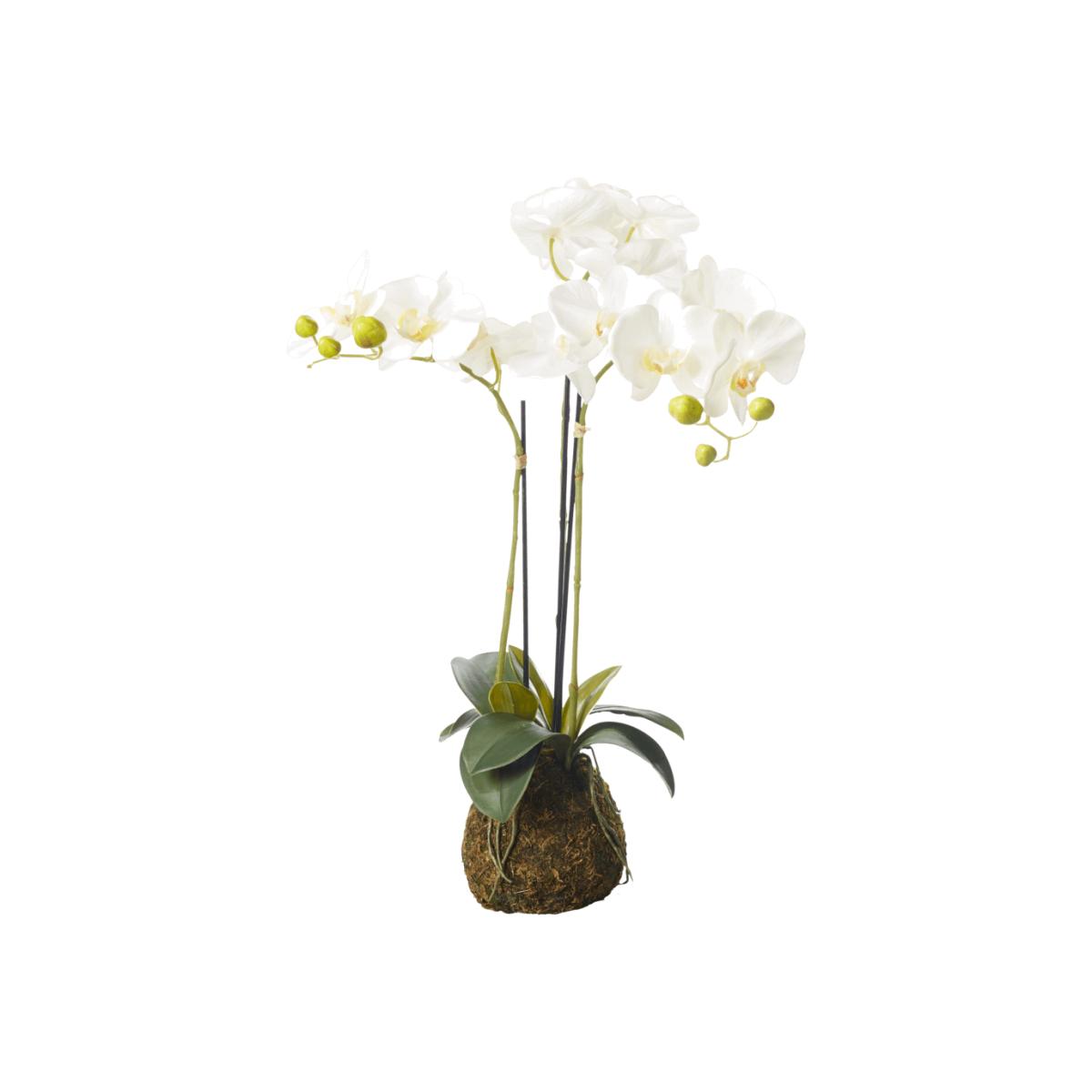 OKA, Faux Planted Phalaenopsis Orchid, Small - White, Artificial Plants, Fabric/Plastic – image 1