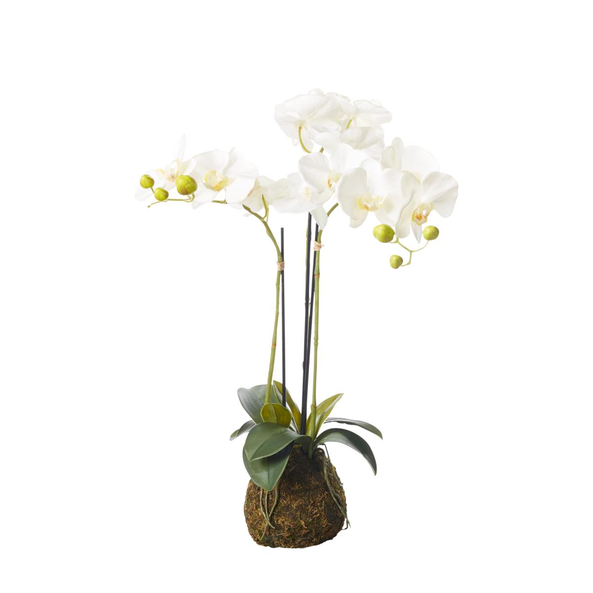 Faux Planted Phalaenopsis Orchid, Small - White – image 2
