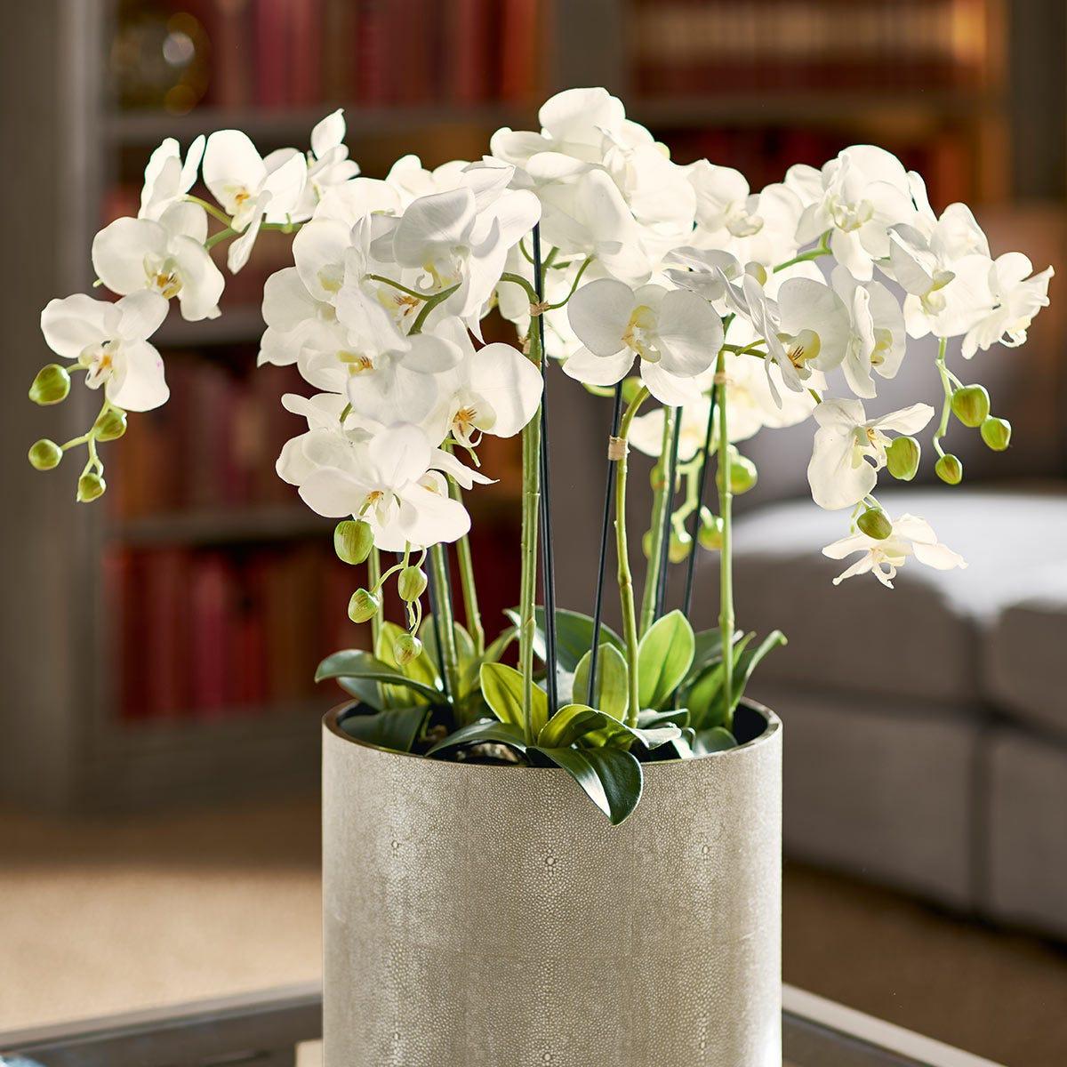 Faux Planted Phalaenopsis Orchid, Small - White – image 3