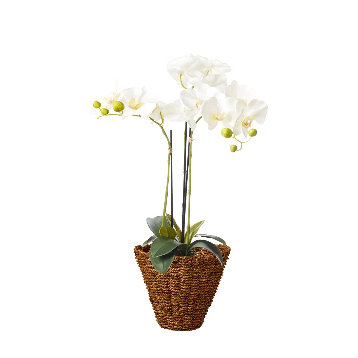 Faux Planted Phalaenopsis Orchid, Small - White – image 4