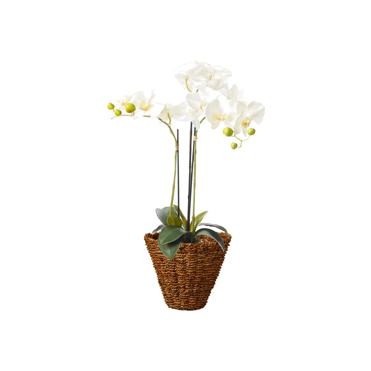 Faux Planted Phalaenopsis Orchid, Small - White – image 1