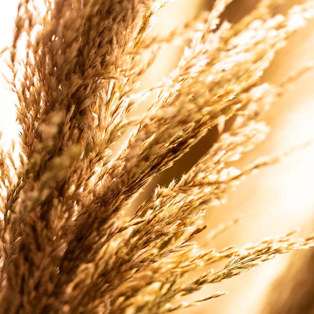 Olivia's Pampus Grass Natural – image 2