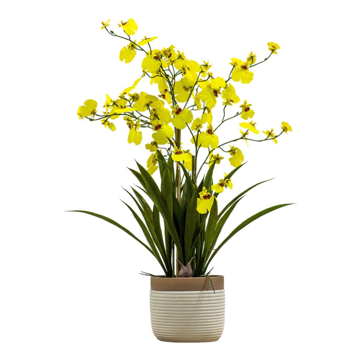 Gallery Interiors Begbie Potted Oncidium Orchid Yellow / Large – image 2