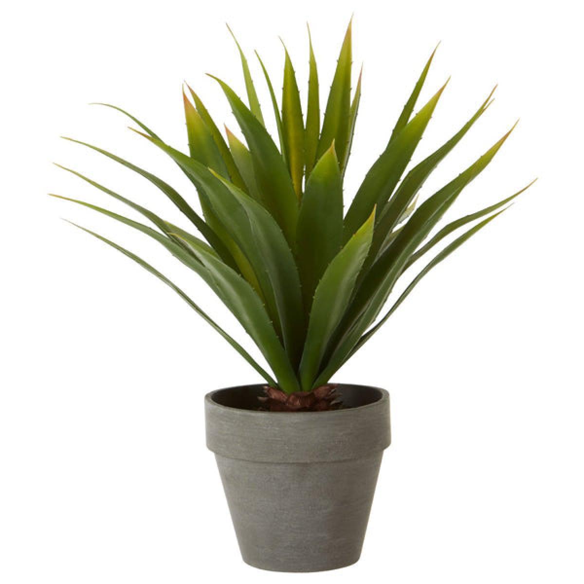 Olivia's Freda Planter Succulent Agave – image 2